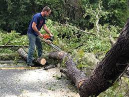 How Our Tree Care Process Works  in  Coral Hills, MD