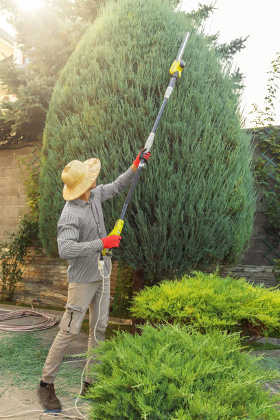 Best Hazardous Tree Removal  in Coral Hills, MD