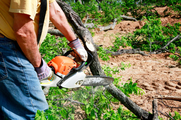 Best Arborist Consultation Services  in Coral Hills, MD